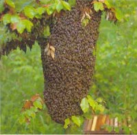 /album/fotogalerie/schwarm1-jpeg/